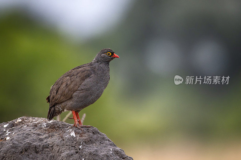 红嘴鹬(Pternistis adspersus)特写